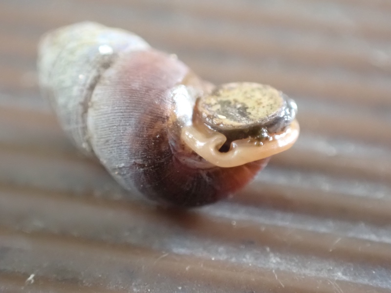 アズキガイの写真