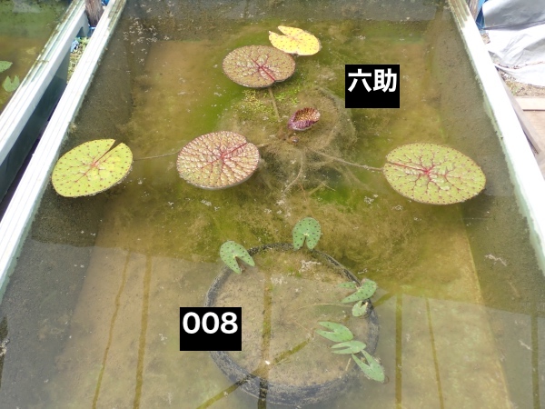 オニバスの写真