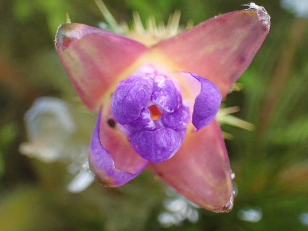 オニバスの花の写真