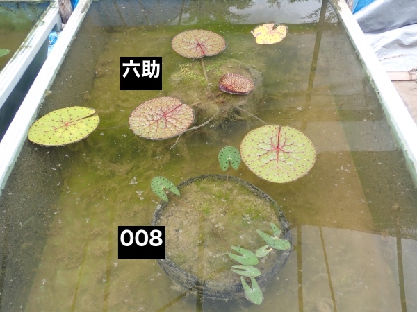 オニバスの写真