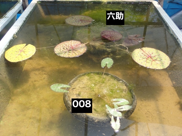 オニバスの写真