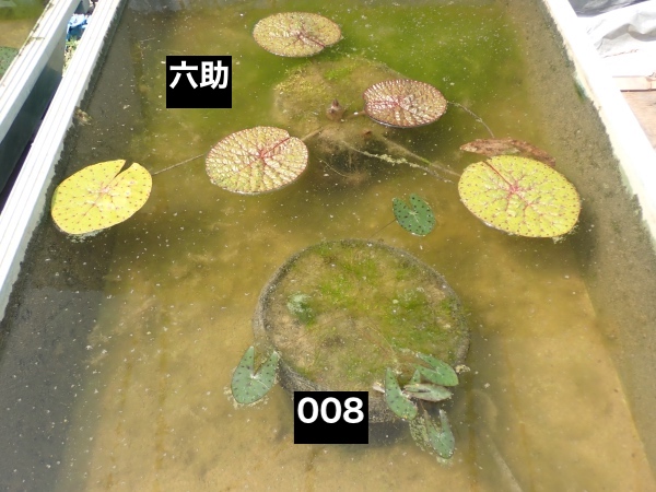 オニバスの写真