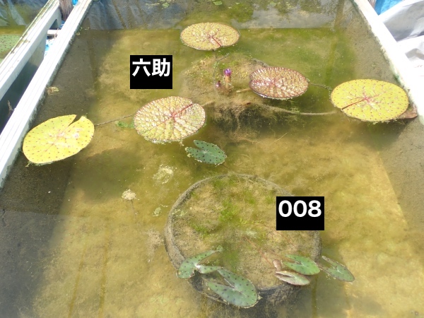 オニバスの写真