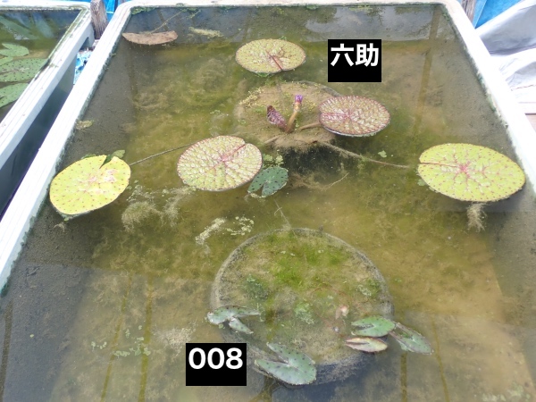 オニバスの写真