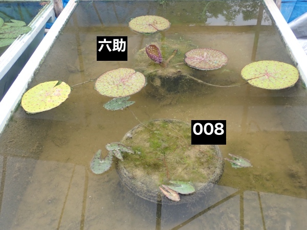 オニバスの写真