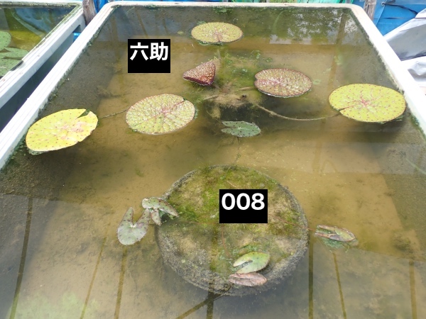 オニバスの写真