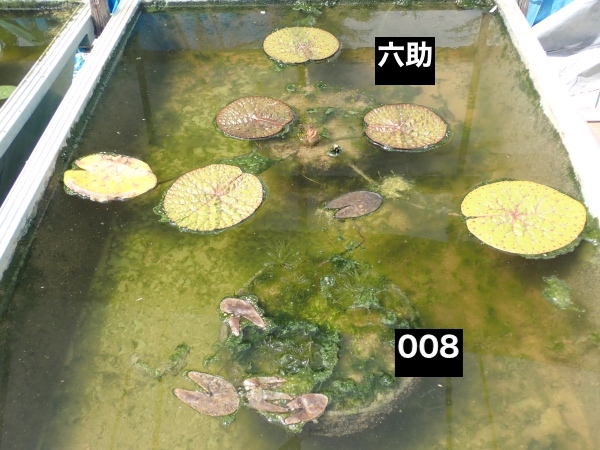 オニバスの写真