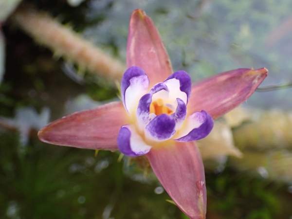 オニバスの花の写真