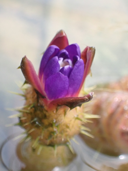 オニバスの花の写真