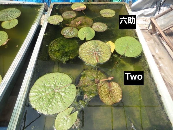 オニバスの写真
