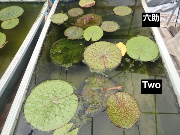 オニバスの写真