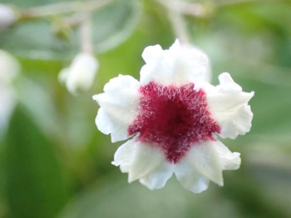 ヘクソカズラの花の写真