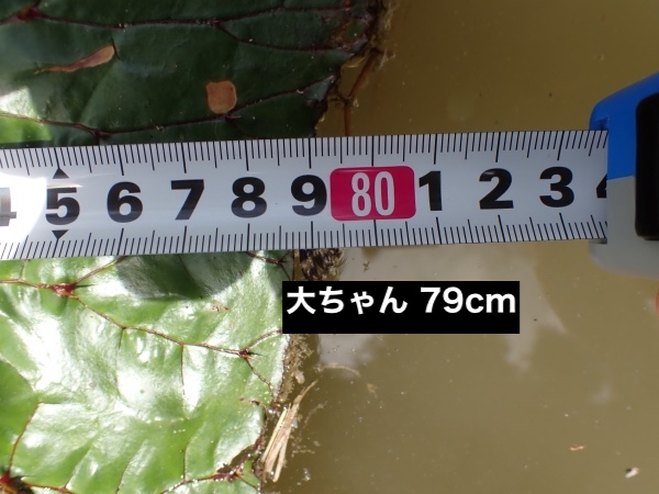 オニバスの写真