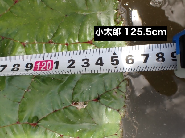 オニバスの写真