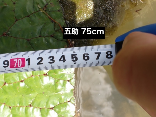 オニバスの写真