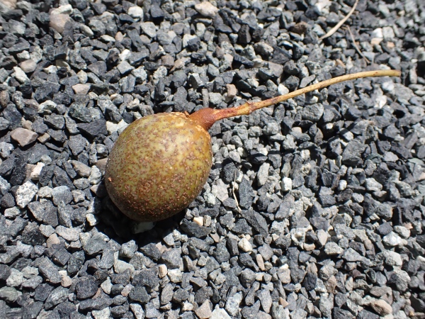 ハンカチの木の実の写真
