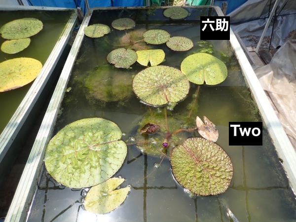 オニバスの写真