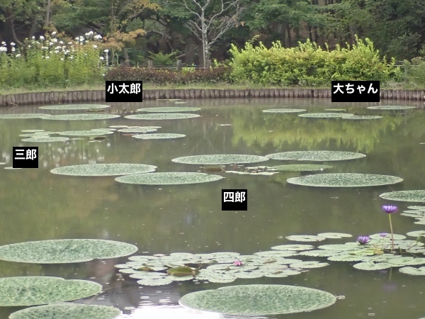 オニバスの写真