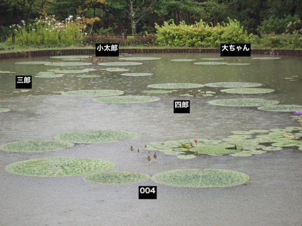 オニバスの写真