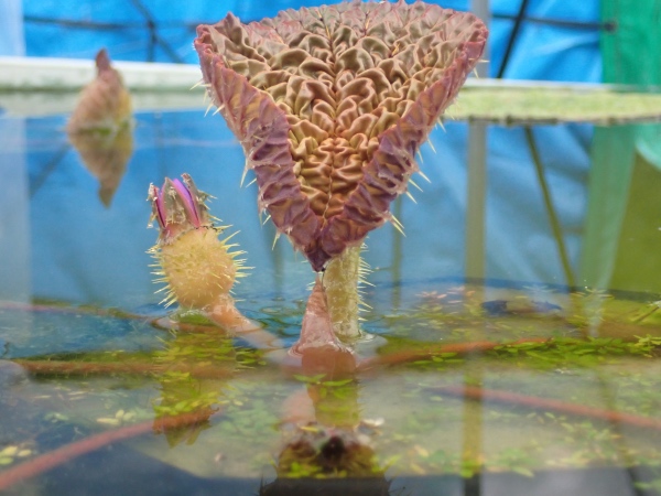 オニバスの写真