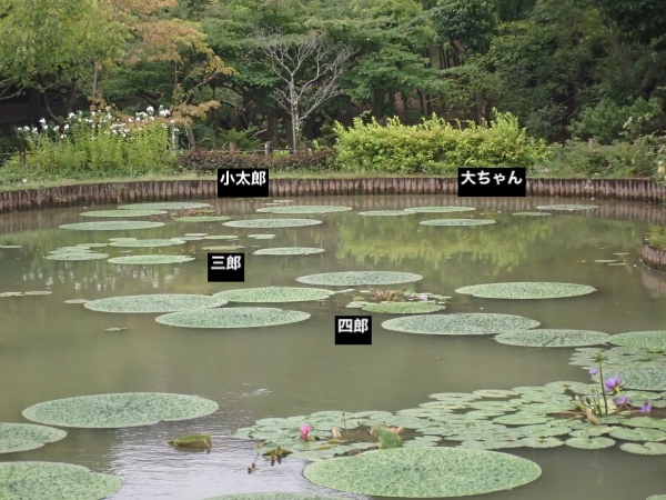 オニバス池の面々