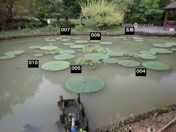 オニバス池の面々