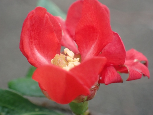 ボケの花の写真