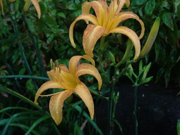 ノカンゾウの花の写真