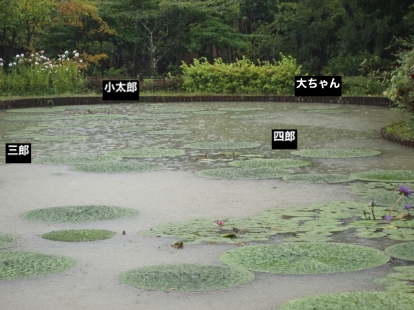オニバス池の面々