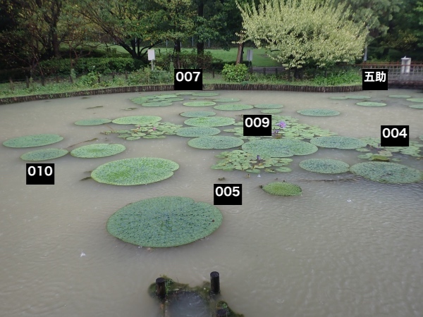 オニバス池の面々