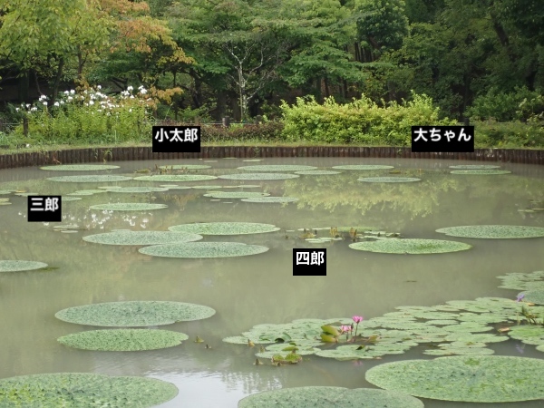 オニバス池の面々