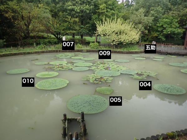 オニバス池の面々