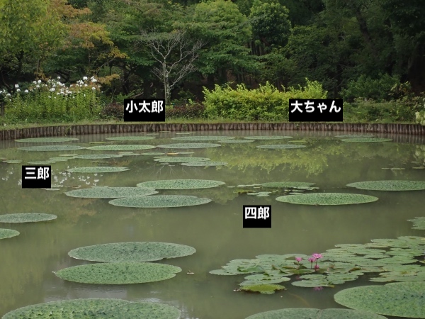 オニバスの写真