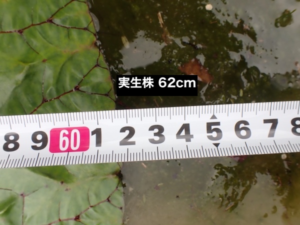 オニバスの写真