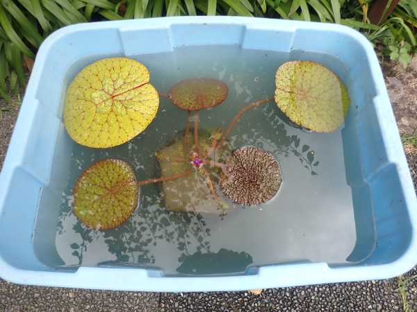 オニバスの写真