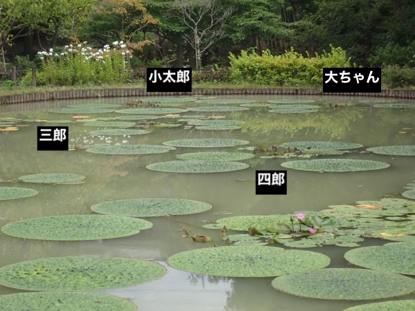 オニバスの写真