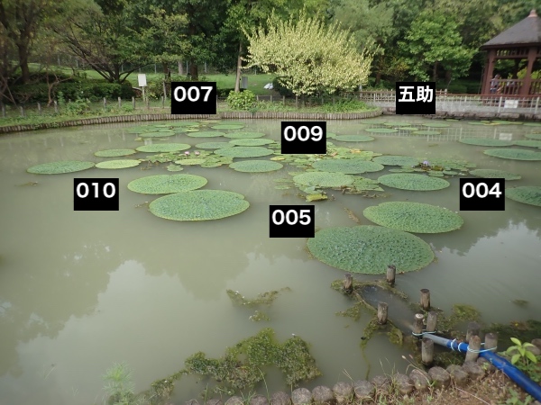 オニバスの写真