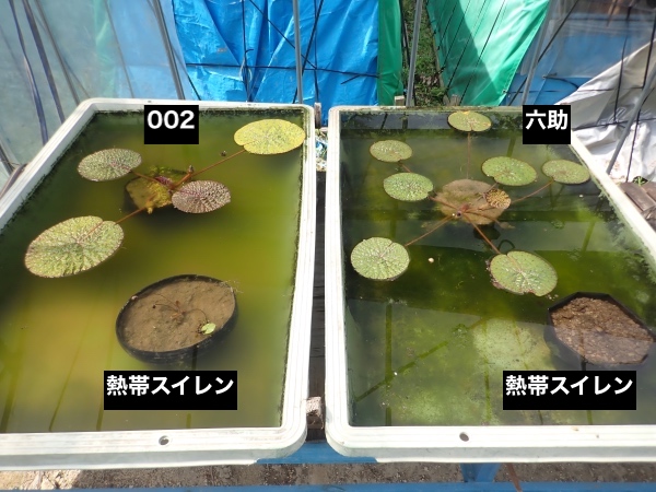 オニバスと熱帯スイレンの写真