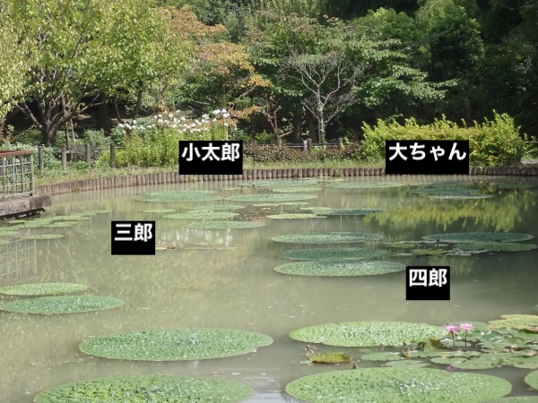 オニバスの写真
