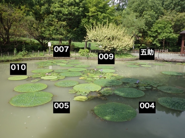 オニバスの写真