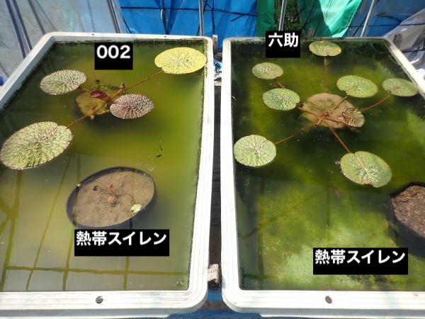 オニバスの写真