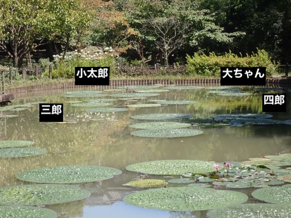 オニバスの写真