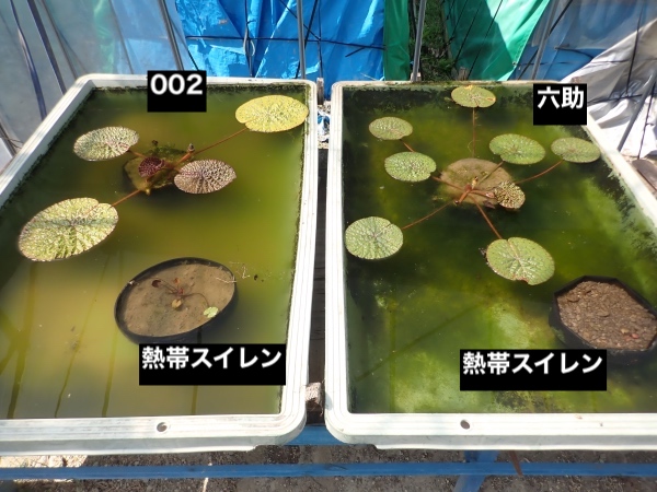 オニバスの写真