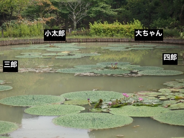 オニバスの写真