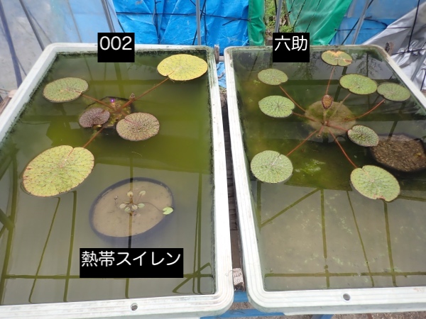 オニバスの写真