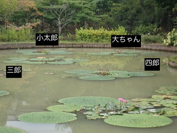 オニバスの写真