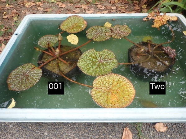 オニバスの写真