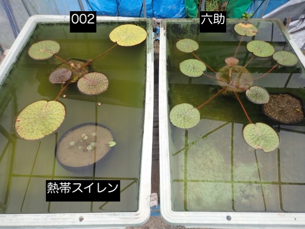 オニバスの写真