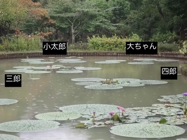 オニバスの写真