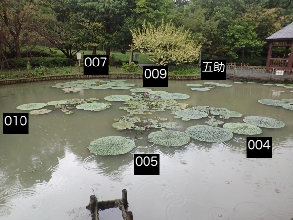 オニバスの写真
